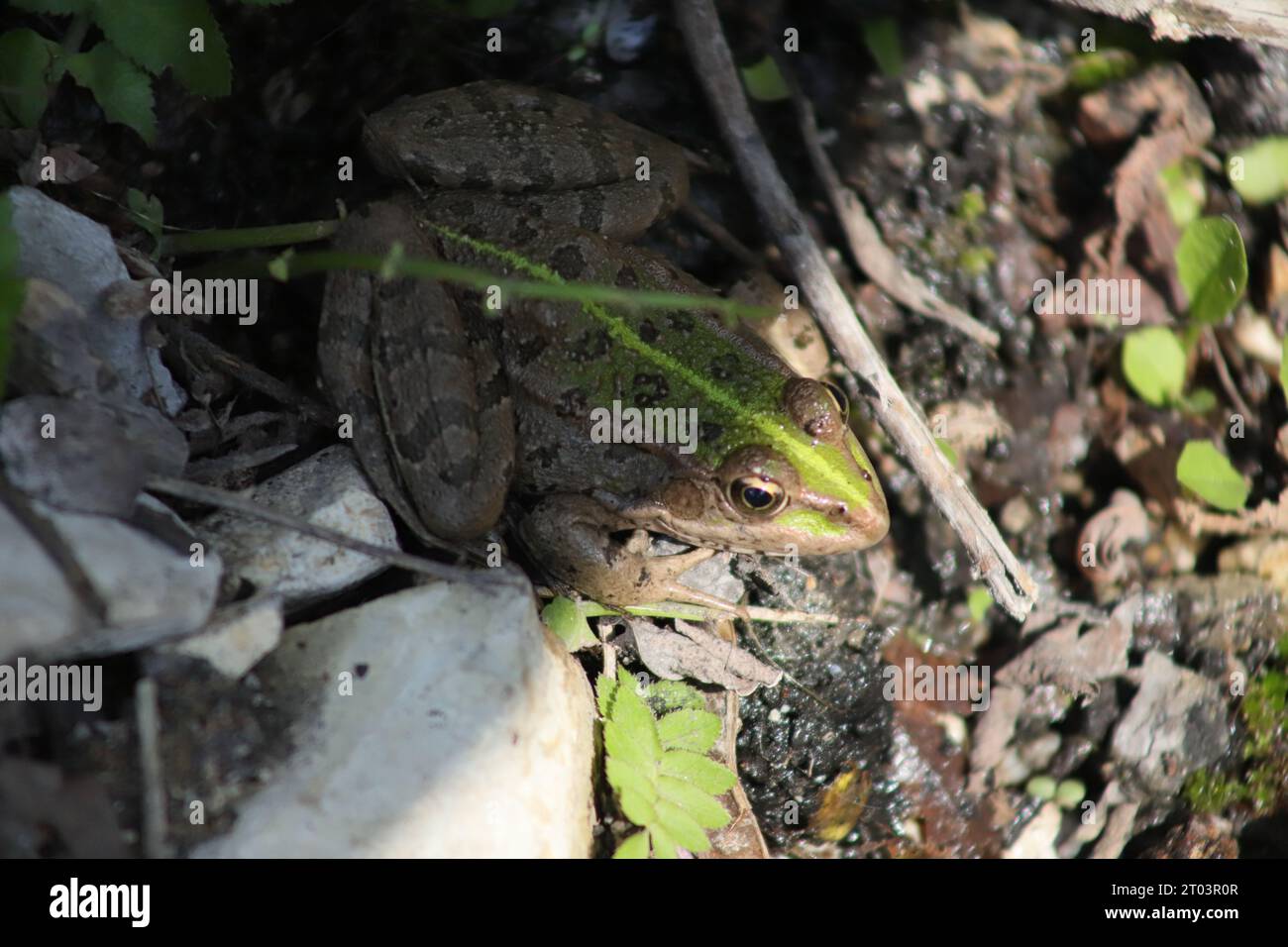 Ein niedlicher brauner und gestreifter Balkan-Wasserfrosch oder griechischer Sumpffrosch mit einem leuchtenden grünen Streifen am Rücken, der in Blättern und feuchtem Boden sitzt Stockfoto