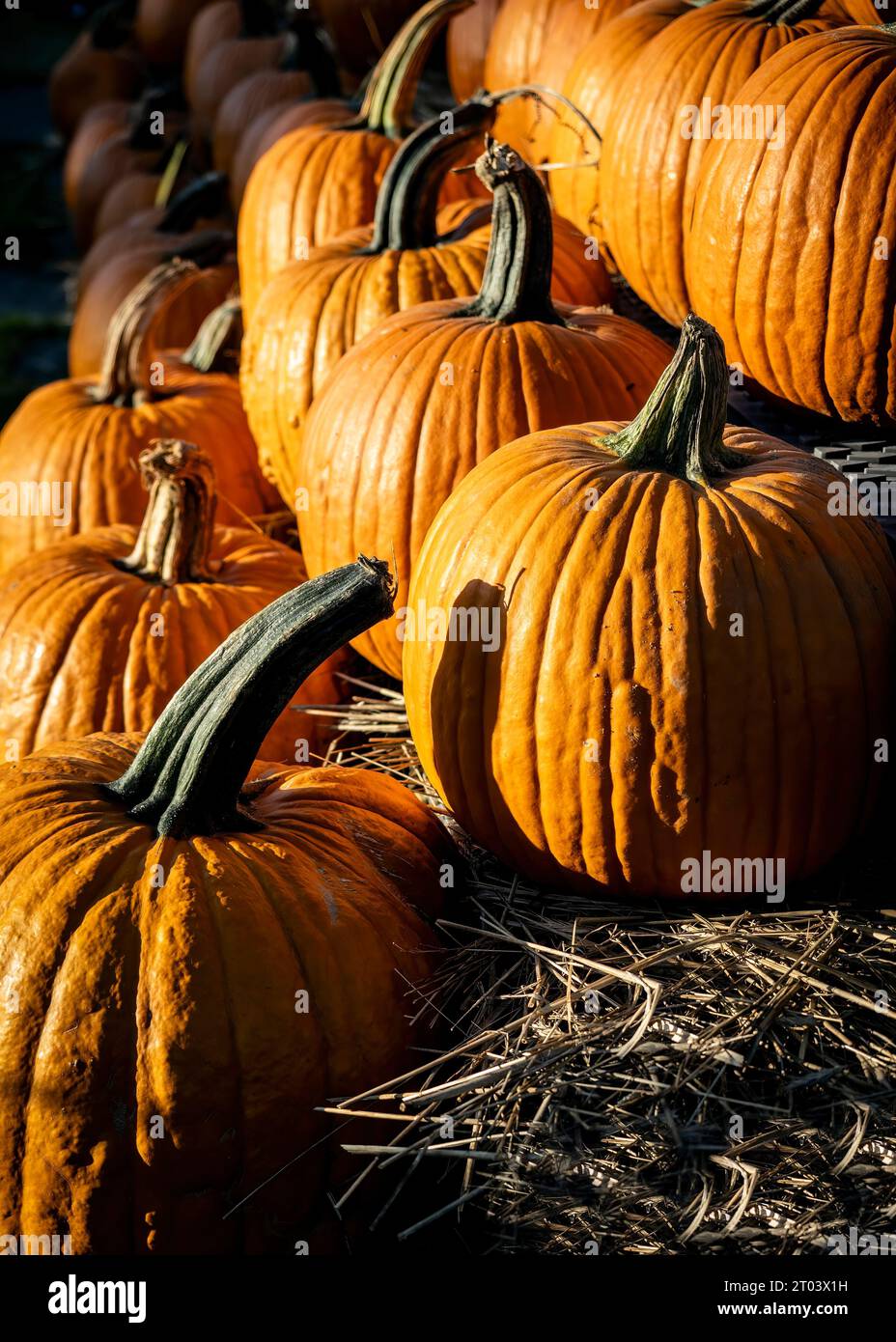 Kürbisse zum Verkauf. Orangenkürbisse auf Heu, scharf geschossen, aufgereiht auf Aufsätzen. Dunkel mit leuchtenden Farben. Herbstfarben. Oktober, Halloween, Thanksgiving. Stockfoto