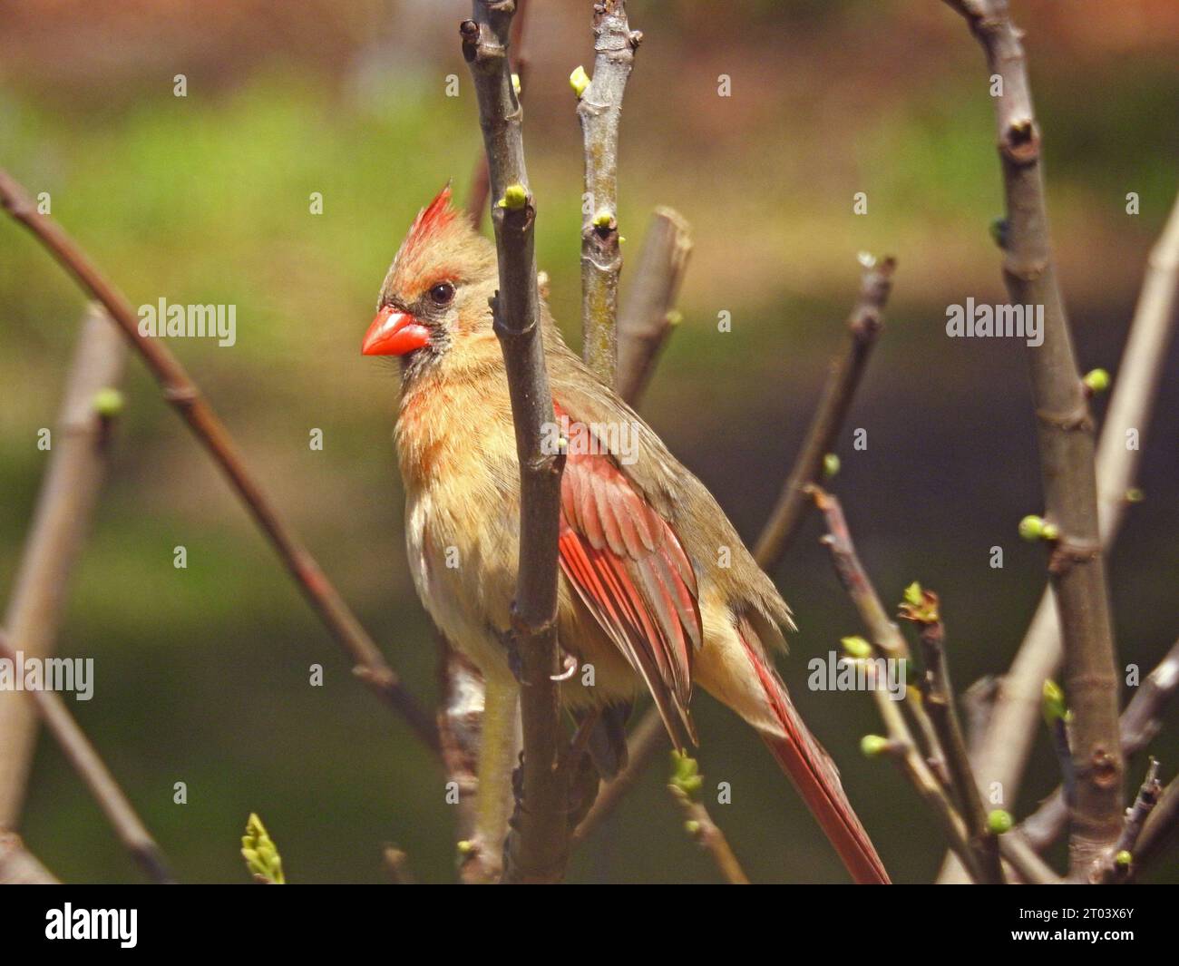 Rot-goldene Kardinalskardinale sitzend und ruhend auf Baumästen im Frühfrühling -03 Stockfoto