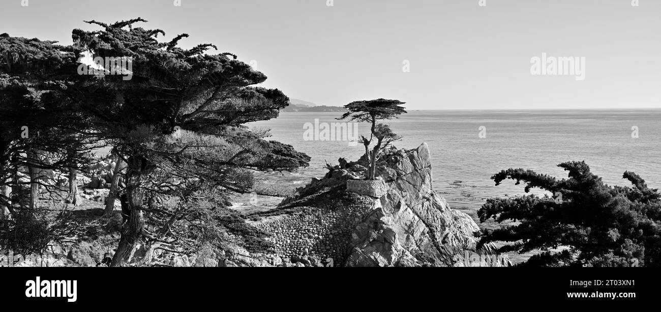 Der berühmte Lone Cypress Baum (Cupressus macrocarpa) entlang des berühmten 17 Mile Drive, Pebble Beach CA Stockfoto