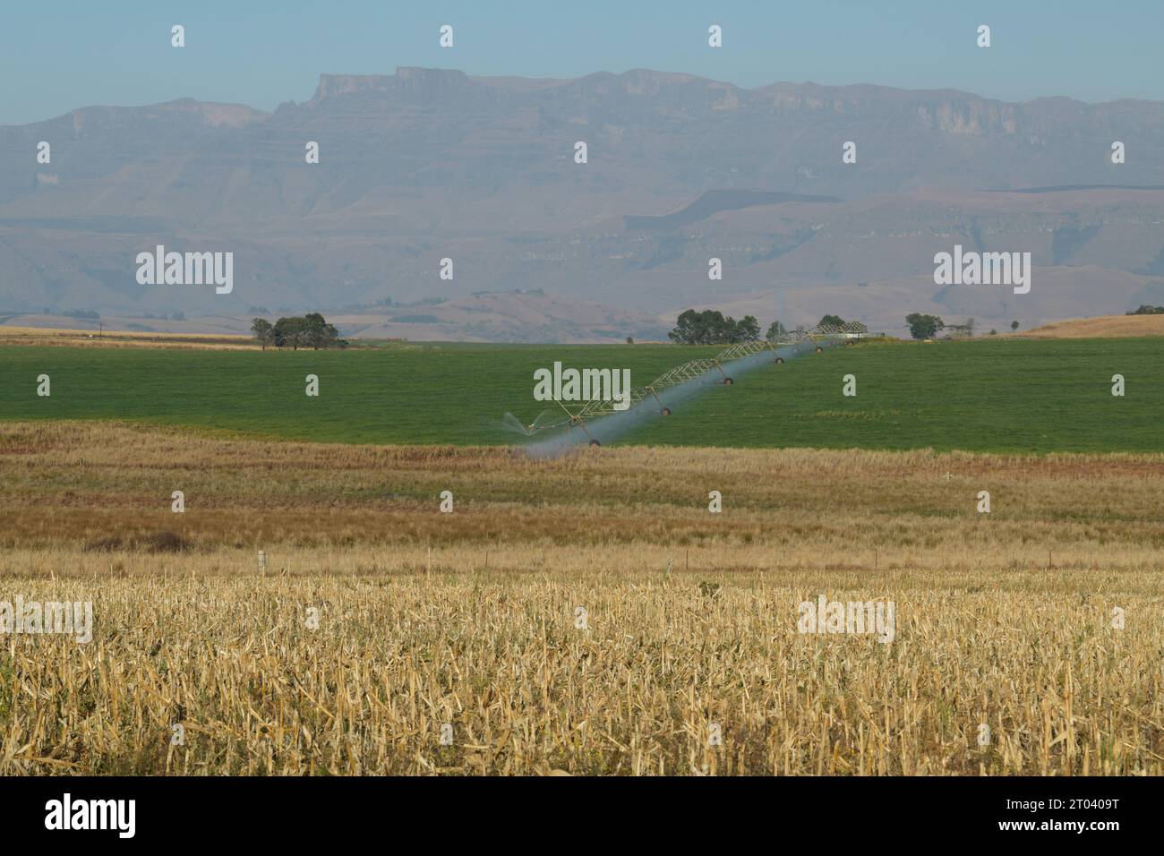 Maisstoppelfeld, Bewässerungssystem auf dem Bauernhof, Nahrungsmittelproduktion, Landwirtschaft in der Region Drakensberg, Südafrika, Getreidewiesen, Maisanbau Stockfoto