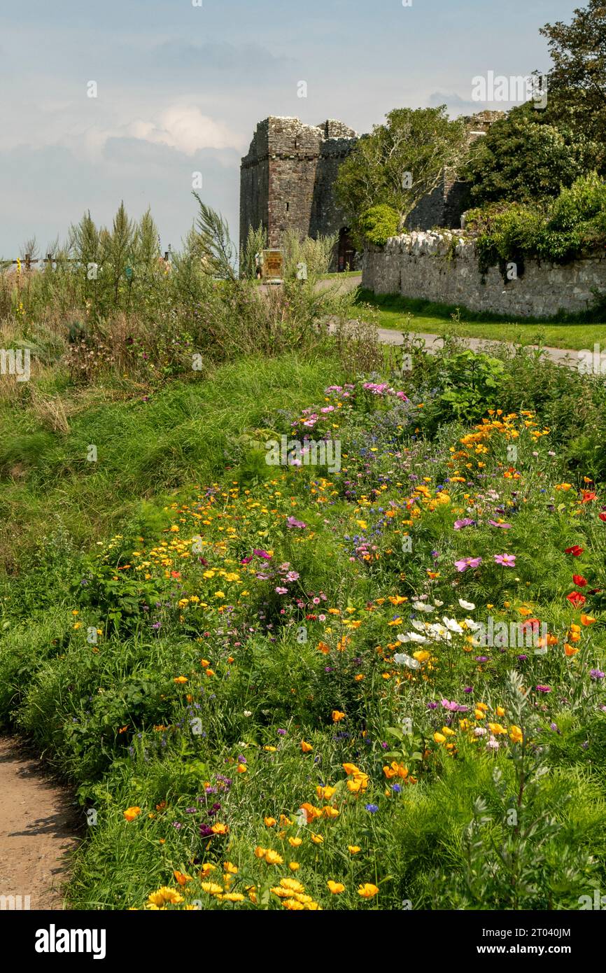 Wildblumen in Weobley Castle, Gower Peninsula, Swansea, Wales Stockfoto