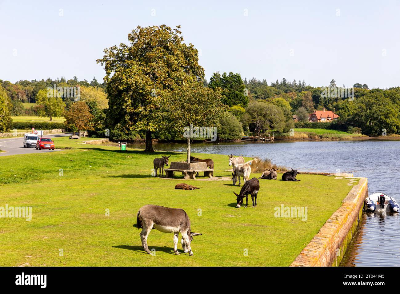 New Forest Ponys im Dorf Beaulieu essen Gras am Beaulieu River, Hampshire, England, Großbritannien, September 2023 Stockfoto