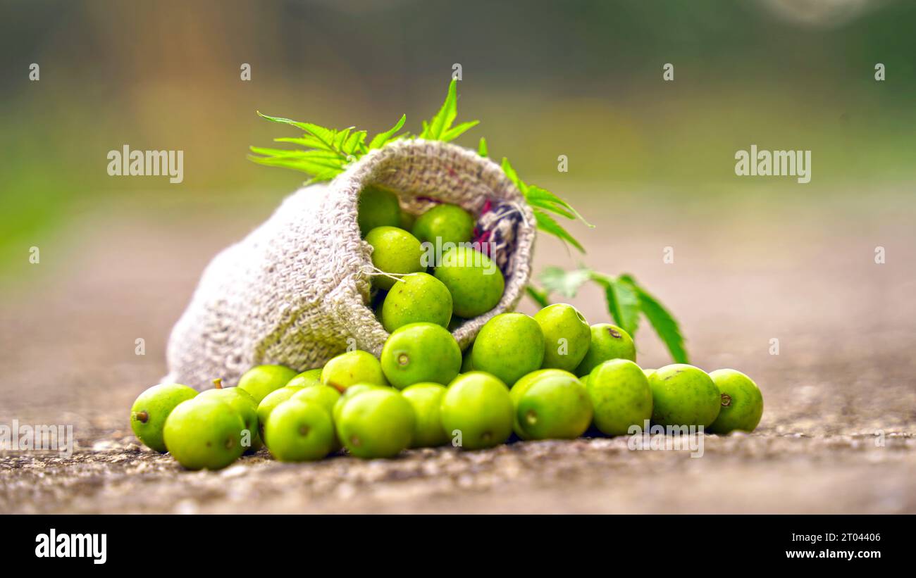 Neemfrucht mit Neemstäbchen und Neemblatt. Neem ist eine ausgezeichnete Feuchtigkeitsspende und enthält verschiedene Verbindungen, die Insektizide und medizinische Prope haben Stockfoto