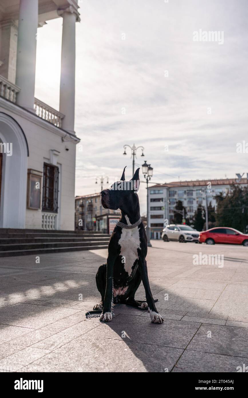 Die junge schwarze Däne, die in der Stadt posiert Stockfoto