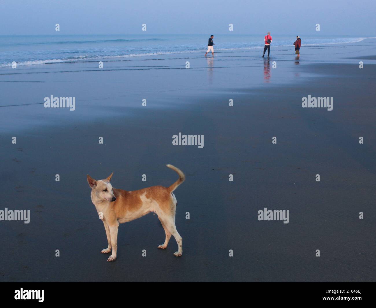 Hund am Strand von cox Basar Stockfoto
