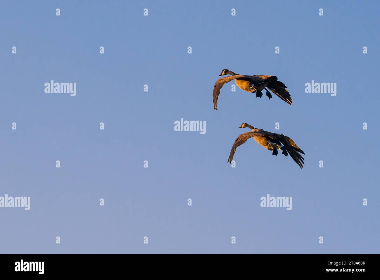 Zwei Kanadengänse (Branta canadensis), Landeanflug im letzten Sonnenlicht gegen einen blauen Himmel, Naturreservat Pietzmoor, Lüneburger Heide, Lower Stockfoto