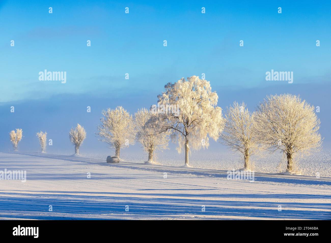 Auto fährt auf einer Landstraße in einer winterlichen Landschaft mit frostigen Bäumen Stockfoto