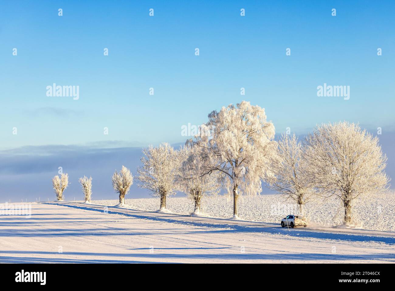 Auto fährt auf einer Landstraße in einer winterlichen Landschaft mit einer Linie von frostigen Bäumen Stockfoto