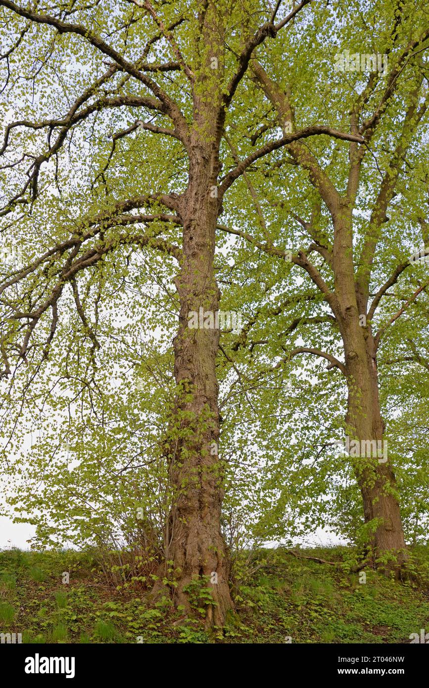 Lindenbäume (Tilia) mit frischen Blattsprossen, Nordrhein-Westfalen, Deutschland Stockfoto