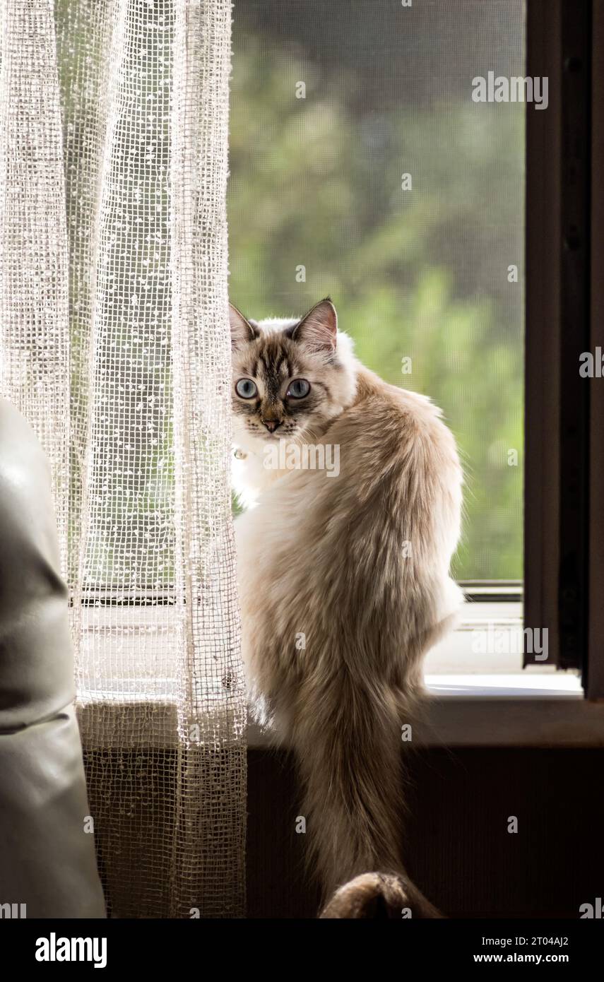 Eine schöne weiße Katze sitzt am Fenster. Die Newskaya Masquerade-Katzenrasse ist eine seltene und exotische Katze mit einem einzigartigen Aussehen. Vertikaler Freischnitt. Stockfoto