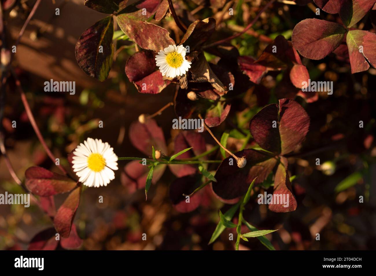 Natürliches Nahaufnahme blühendes Pflanzenporträt von australischer Gänseblümchen, Erigeron Karvinskianus, mexikanischer fleabane. Einzelne Blume isoliert gegen dunkles Laub Stockfoto