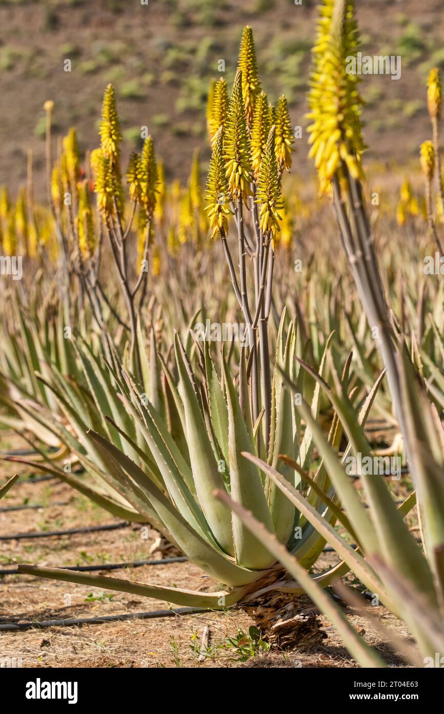 Gran canaria aloe plant canary -Fotos und -Bildmaterial in hoher Auflsung   Alamy