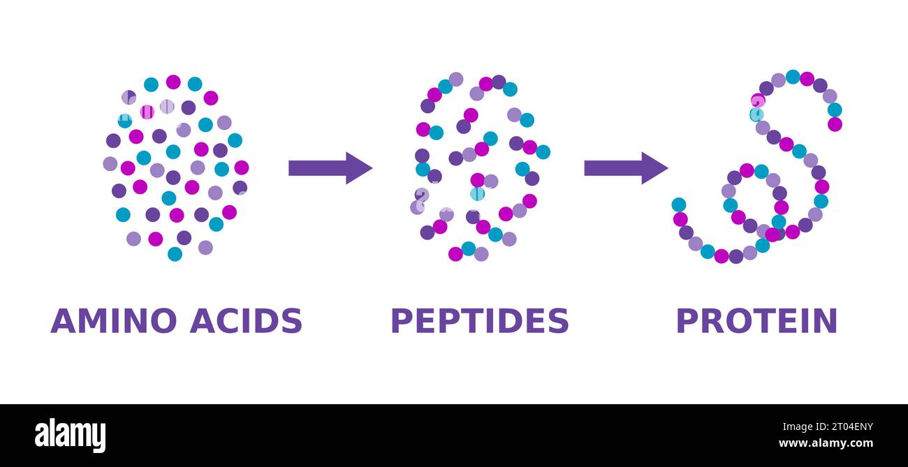 Proteinstruktur. Aminosäuren, Peptide, Protein. Proteinbildungsmodell. Wissenschaftliches Diagramm. Proteinmolekülsynthese. Vektorabbildung. Stock Vektor