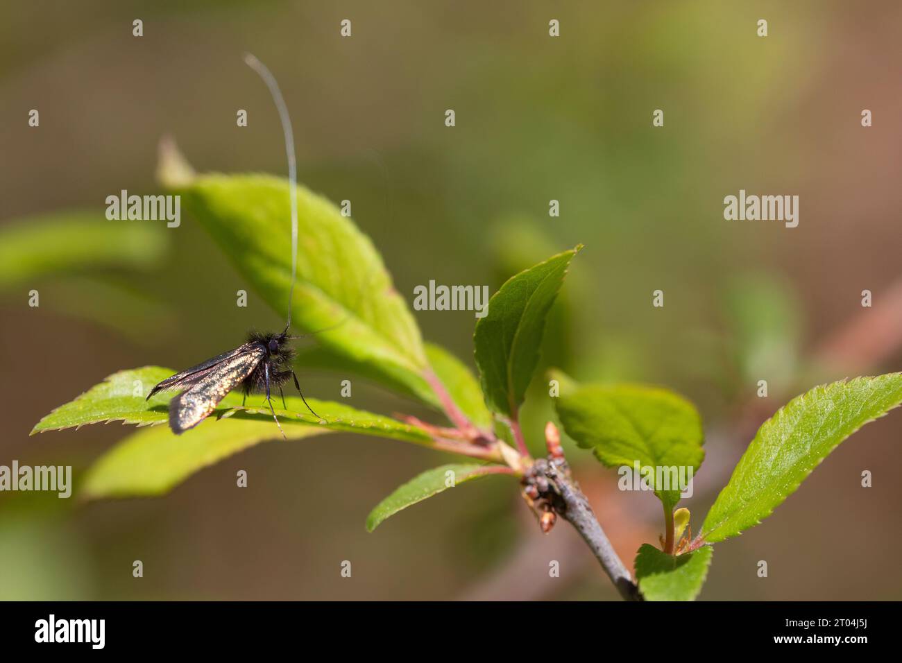Horizontales Naturfoto mit einem nächtlichen Schmetterling, dem adela reaumurella, der bei Tageslicht auf einem Blatt thront. Stockfoto