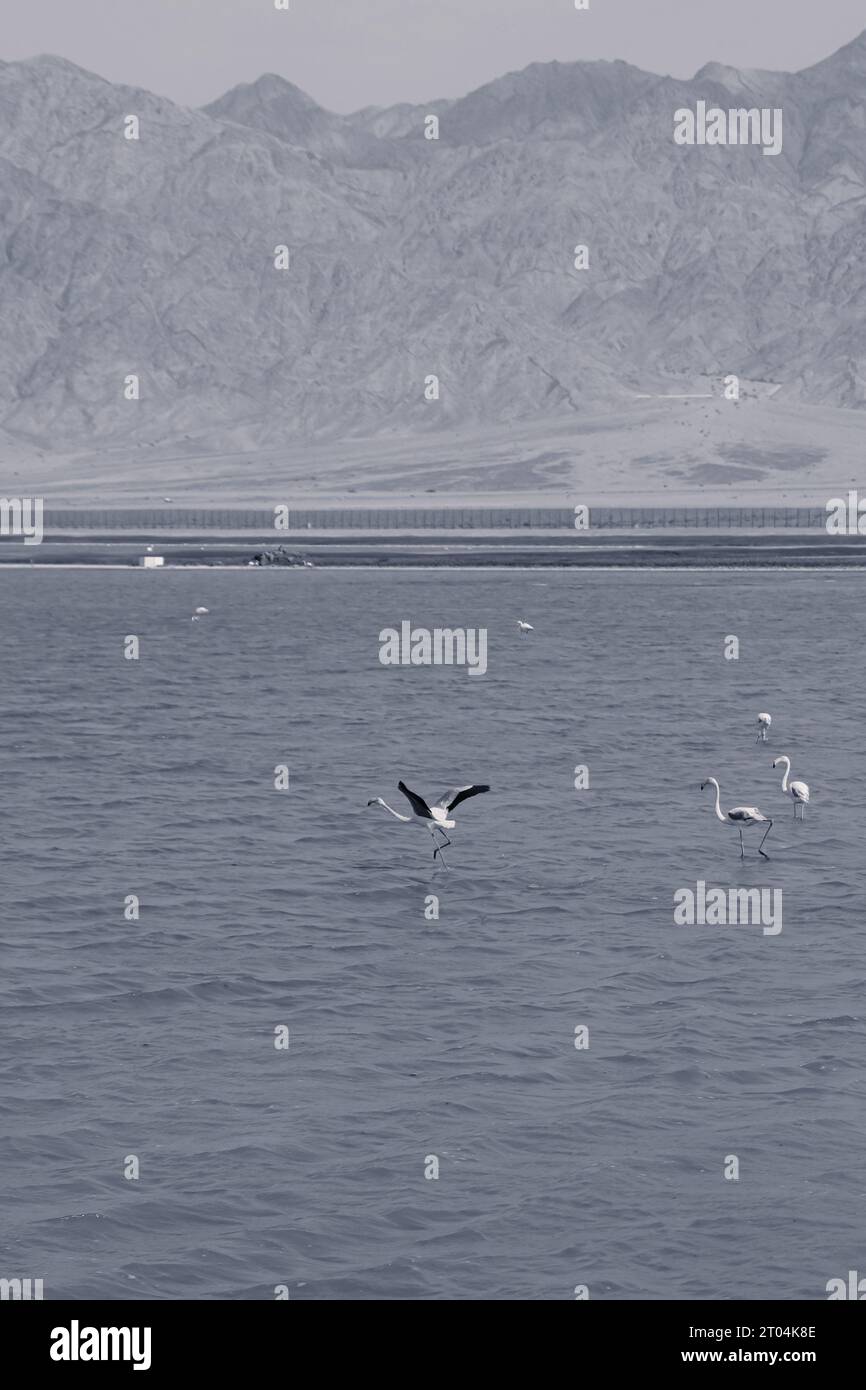 Schwarz-weiße Flamingos im See Evrona Observation Point in der Wüste nördlich von Eilat, Israel. Ein Flamingo hat seine Flügel offen Stockfoto