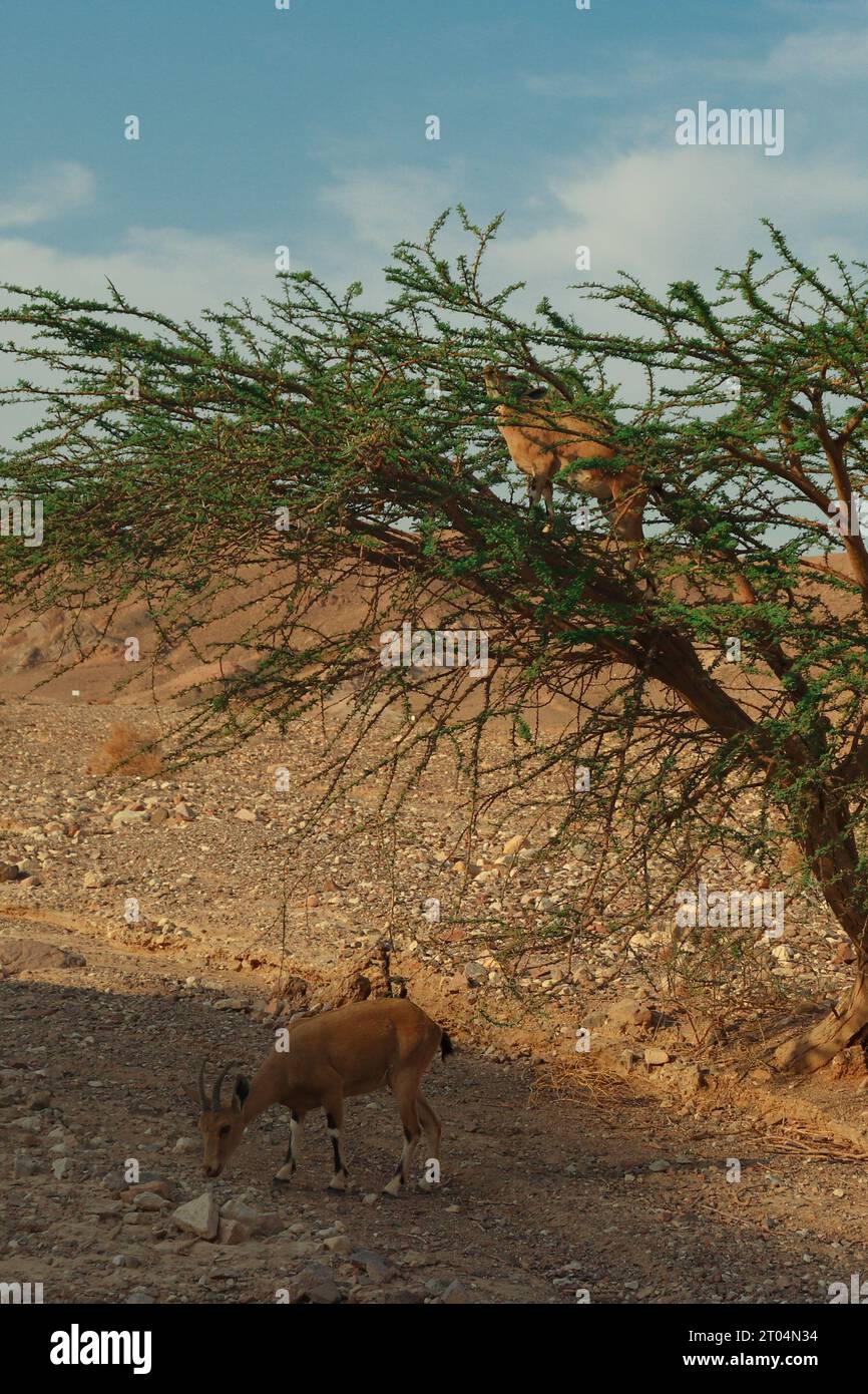 Eine Ziege auf einem grünen Baum und eine auf der linken Seite des Baumes auf dem Boden mitten in der Wüste von Eilat, Israel Stockfoto