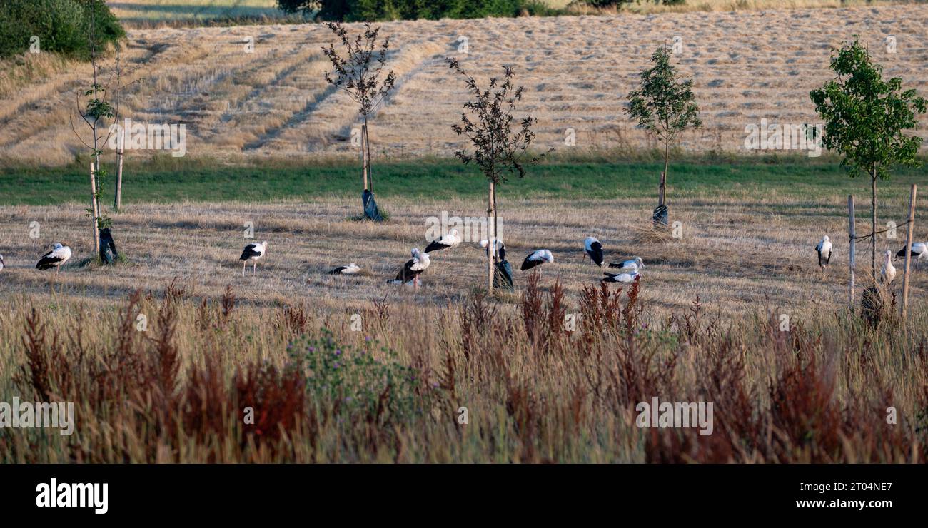 Viele weiße Störche (Ciconia ciconia) versammeln sich abends auf einer grünen Wiese und putzen sich selbst. Stockfoto