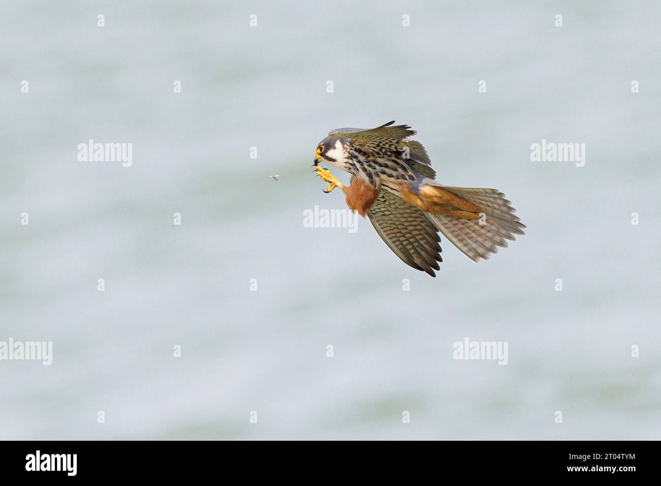nördliches Hobby (Falco subbuteo), im Flug, Caches Mücken, Deutschland, Bayern Stockfoto