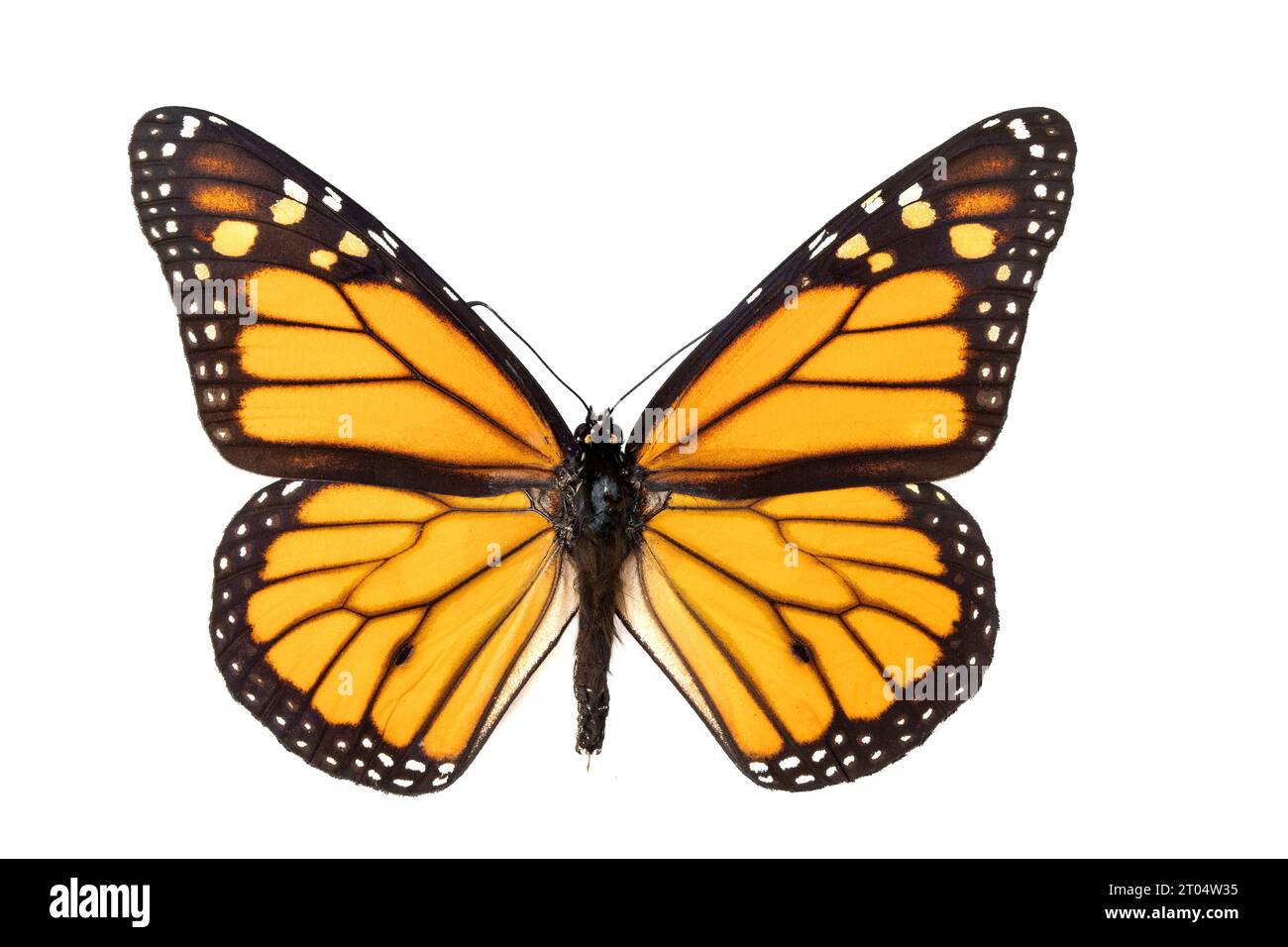 Monarchschmetterling, Monarch, Melkweed, gewöhnlicher Tiger, Wanderer, schwarz-geädert braun (Danaus plexippus), männlich, Oberseite, ausgeschnitten Stockfoto