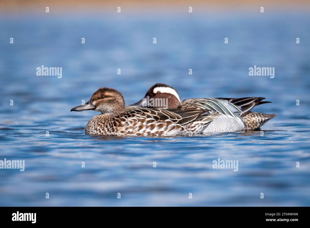 Garganey (Anas querquedula), Schwimmpaar, Niederlande, Nordholland, Zolderland Stockfoto