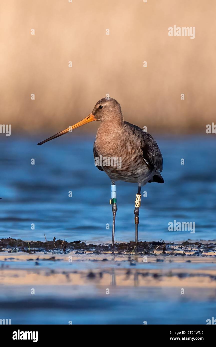 Schwarzschwanzgottwit (Limosa limosa), in flachem Wasser stehend, mit 3 Ringen am linken Bein und zwei Ringen und einer Flagge am rechten Bein, Niederlande, Stockfoto