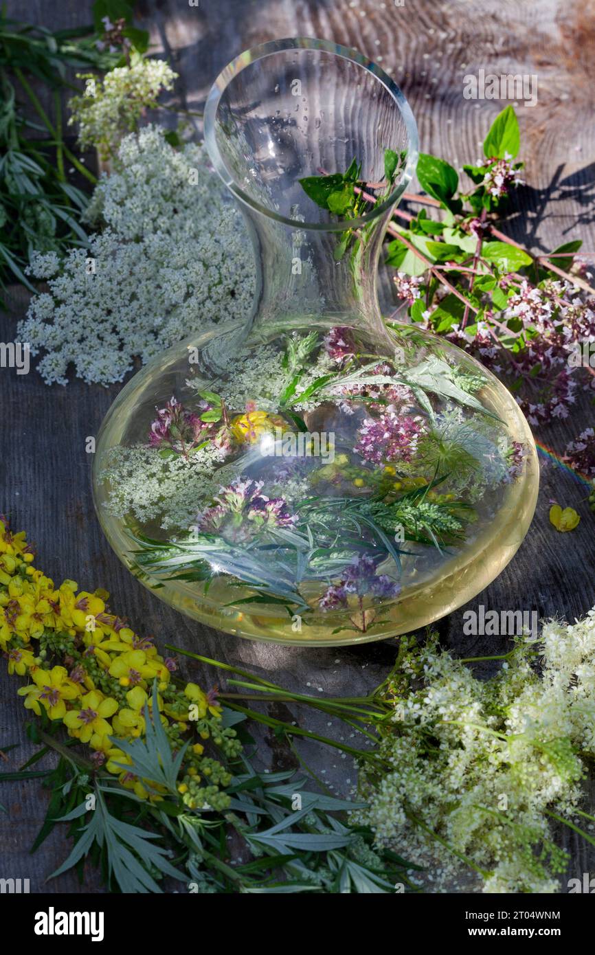 selbstgemachtes Wildblumengetränk in weißer Weinrebe oder Wasser, Deutschland Stockfoto