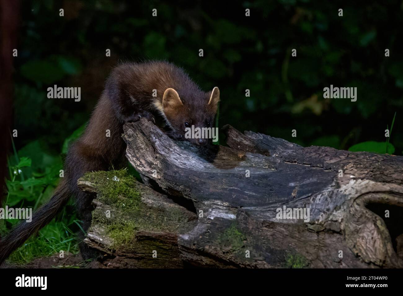 Europäischer Kiefernmarder (Martes martes), nächtliches Klettern auf einem Baum, Niederlande, Overijssel Stockfoto