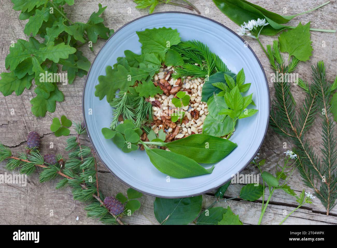 selbstgemachtes Waldpesto, aus Blättern, Nadeln und Waldfrüchten mit Olivenöl und Parmesan Stockfoto