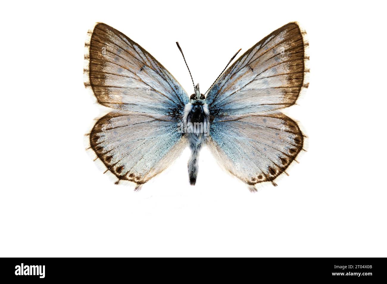 Chalkhill Blue, Chalk-Hill Blue (Lysandra coridon, Polyommatus coridon, Meleageria coridon), männlich, Oberseite, Ausschnitt Stockfoto