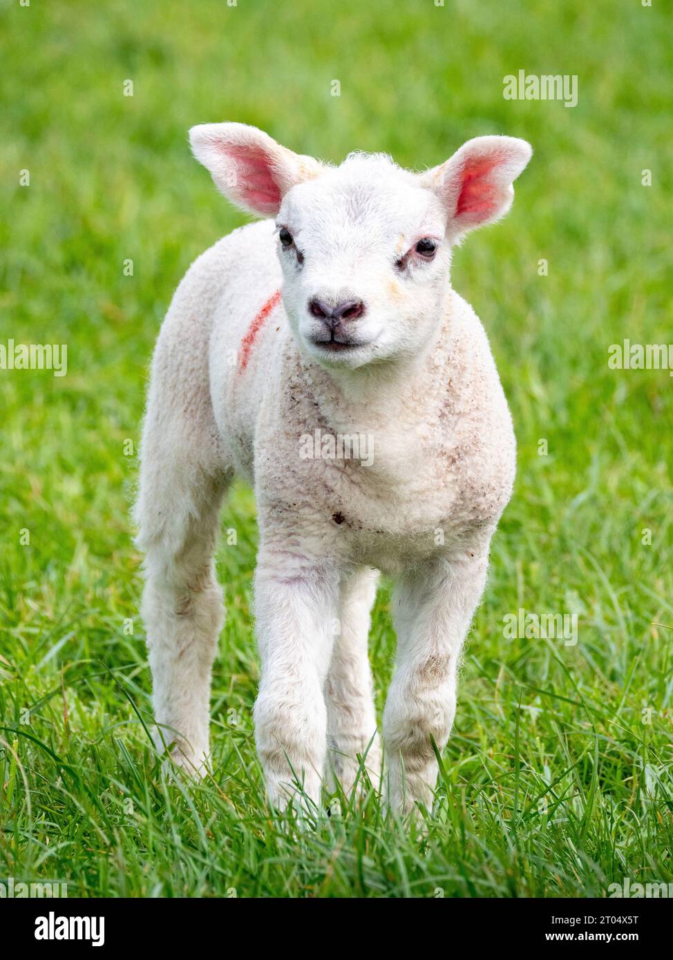 Hausschafe (Ovis ammon f. aries), kleines Lämmchen auf dem Feld, Niederlande, Nordholland Stockfoto