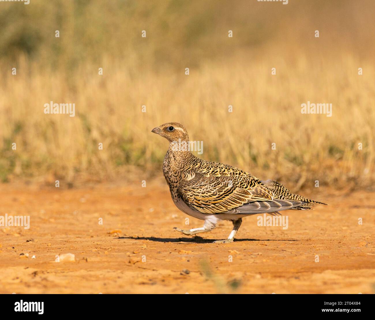 Pterocles alchata (Pterocles alchata), juvenile, dieses Gefieder wird selten gesehen, Spanien, Belchite Stockfoto