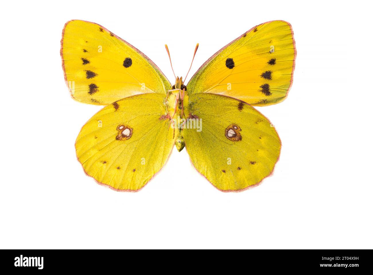 Dunkelgetrübtes Gelb, gemein getrübtes Gelb (Colias croceus, Colias crocea), weiblich, Unterseite, ausgeschnitten Stockfoto