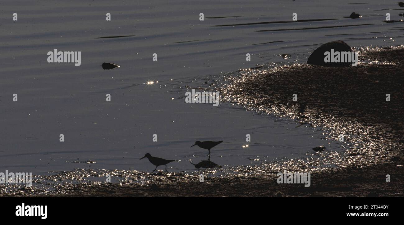 Breitschnabelsandfänger (Calidris falcinellus, Limicola falcinellus), zwei Breitschnabelsandfänger gegen Hintergrundbeleuchtung während des Frühlingszuges, Stockfoto