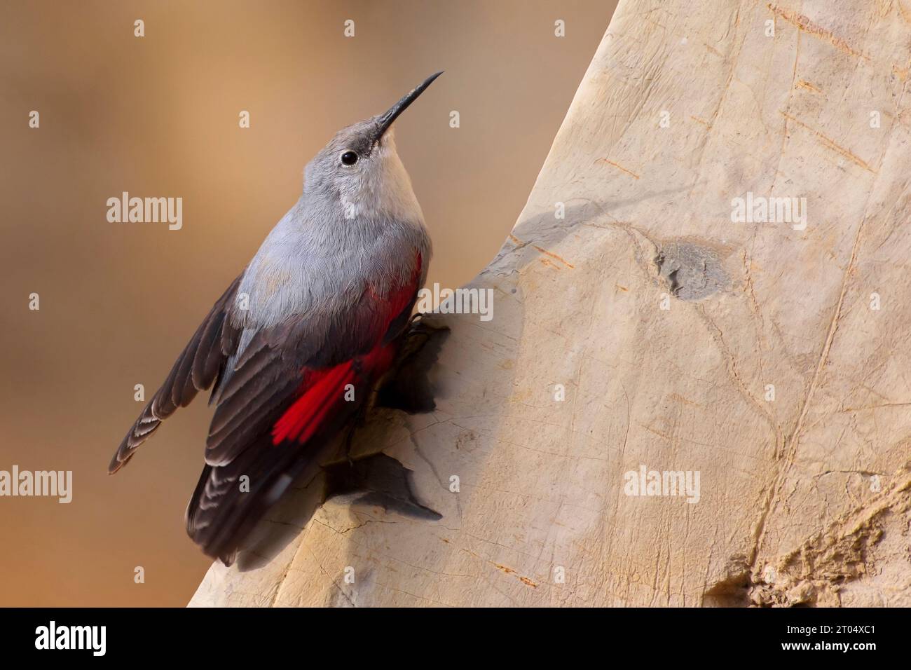 Wallcreeper (Tichodroma muraria), an der Klippe, Italien, Toskana Stockfoto
