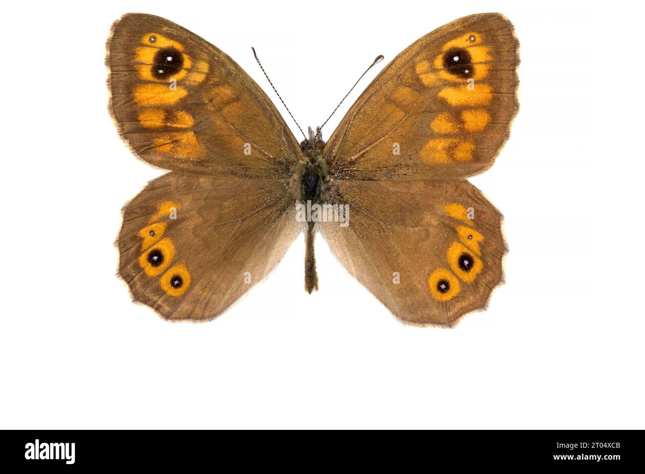 Große Wand braun, Holznymphe (Lasiommata maera), männlich, obere Seite, ausgeschnitten Stockfoto