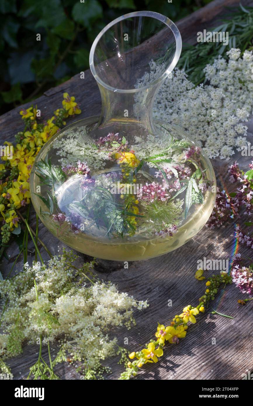 selbstgemachtes Wildblumengetränk in weißer Weinrebe oder Wasser, Deutschland Stockfoto