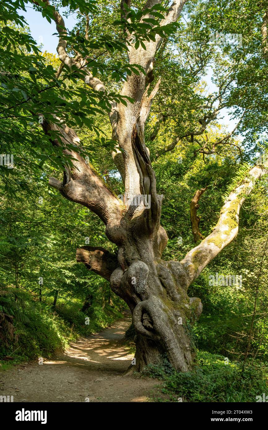 Sehr alter Baum in den Lost Gardens von Heligan, St Austell, Cornwall, England Stockfoto