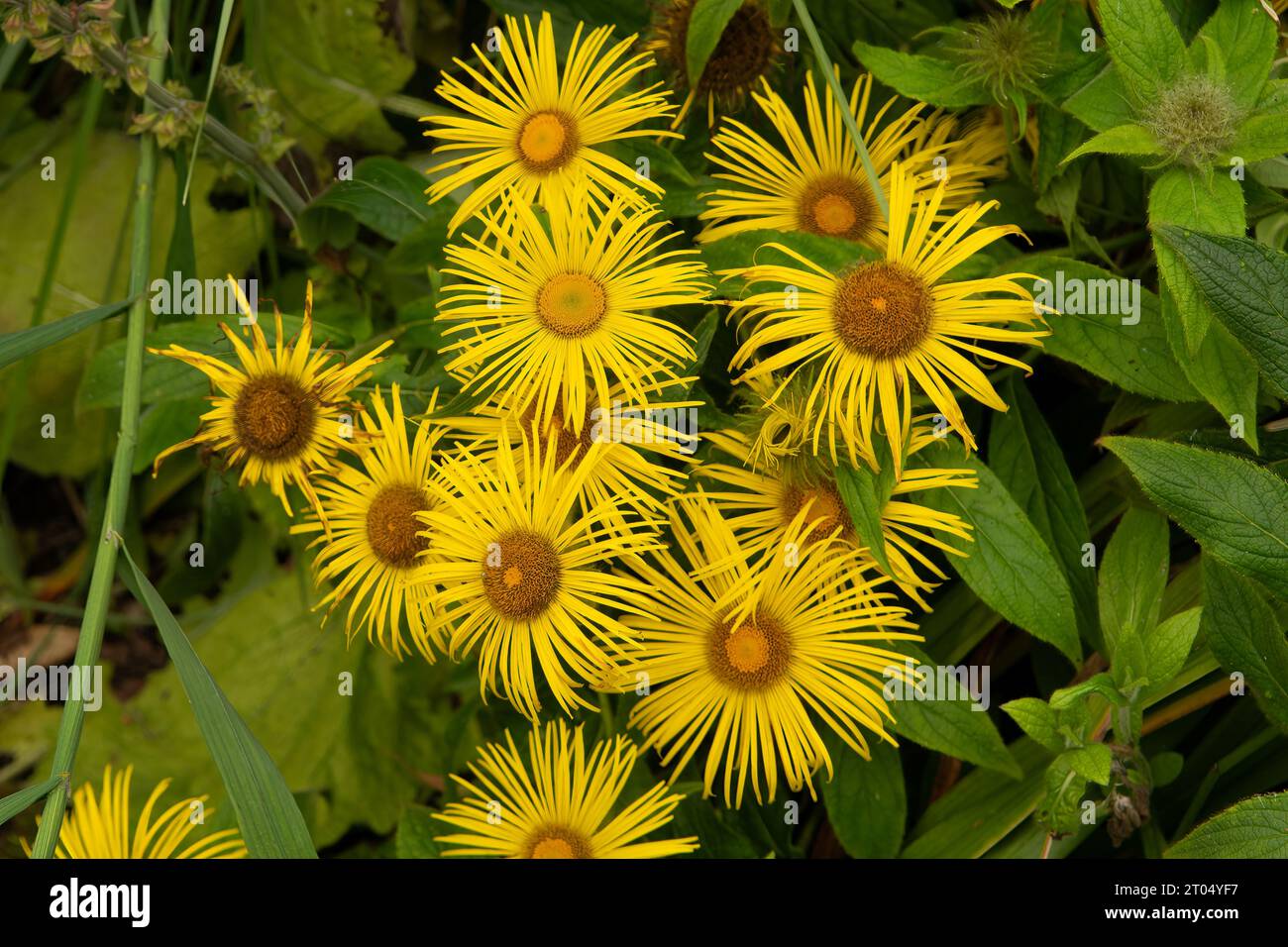 Inula grandiflora, georgischer Fleabane Stockfoto