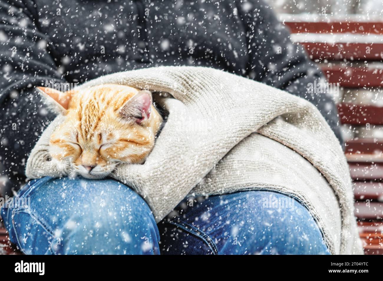 Ein Kätzchen schläft in den Armen einer Person. Eine Katze schläft in menschlichen Armen, umwickelt in einem Pullover in einem Winterpark. Leerzeichen kopieren Stockfoto