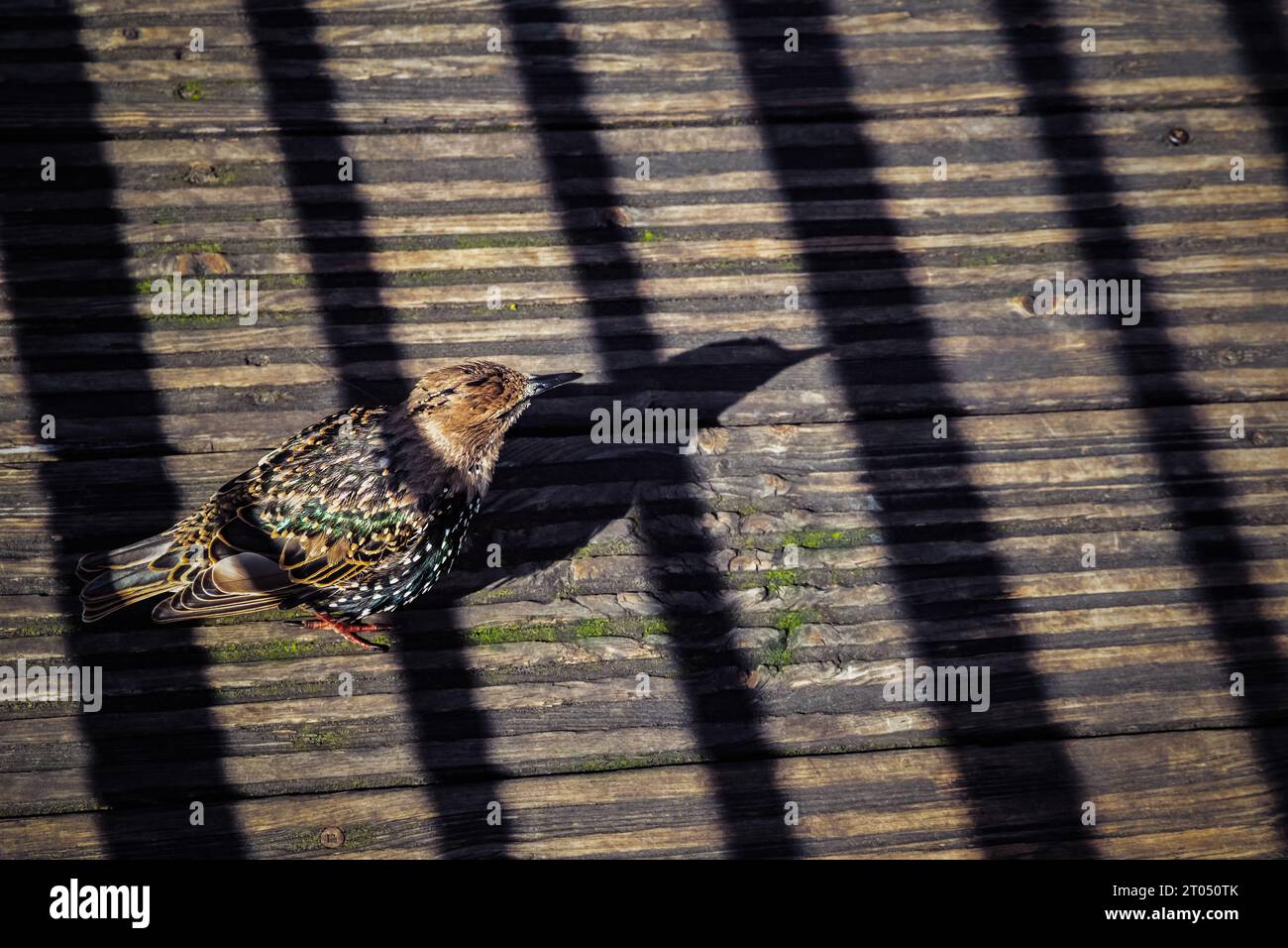 Sonnenlicht wirft Schatten wie ein Käfig auf einen Sternenvogel in Camden Town in London Stockfoto