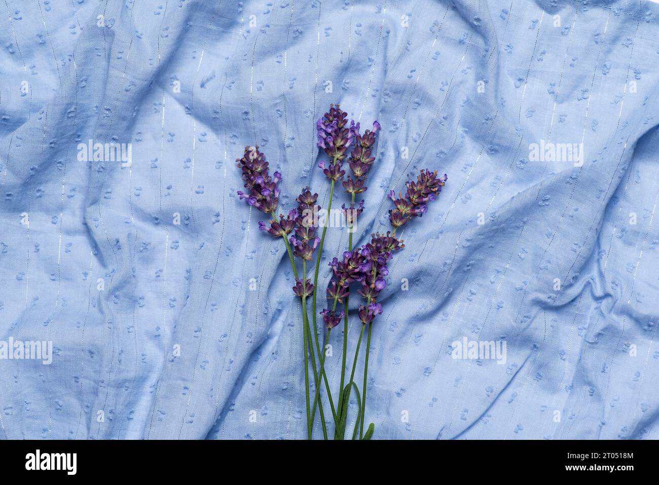 Schöne Blume aus frischem, duftendem Lavendel auf einem hellblauen Tuch Stockfoto