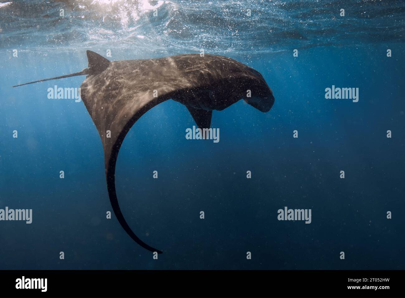 Mantarochen-Fische gleiten im Ozean. Schnorcheln mit Riesenfischen im blauen Ozean Stockfoto