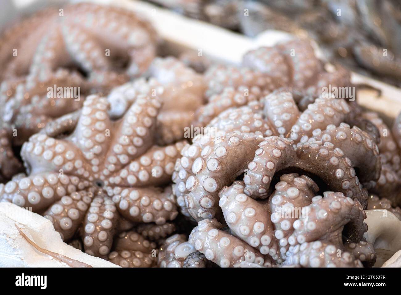 Frischer, roher Tintenfisch aus dem Mittelmeerraum, der auf einem Fischmarkt in Bari, Apulien, Italien verkauft wird Stockfoto