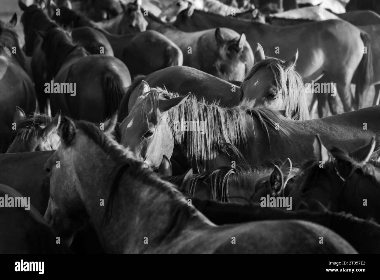 Wilde Pferde bleiben auf einer Farm zusammen, Nahaufnahme, Schwarzweiß-Fotografie Stockfoto