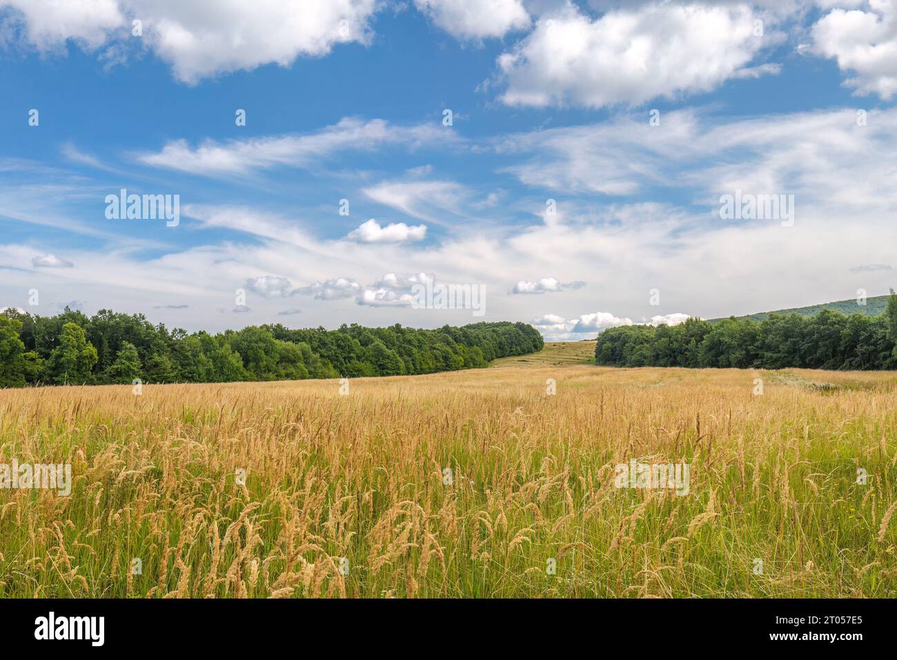 Sommer ländliche Landschaft mit landwirtschaftlichen Feldern an einem sonnigen Tag. Stockfoto