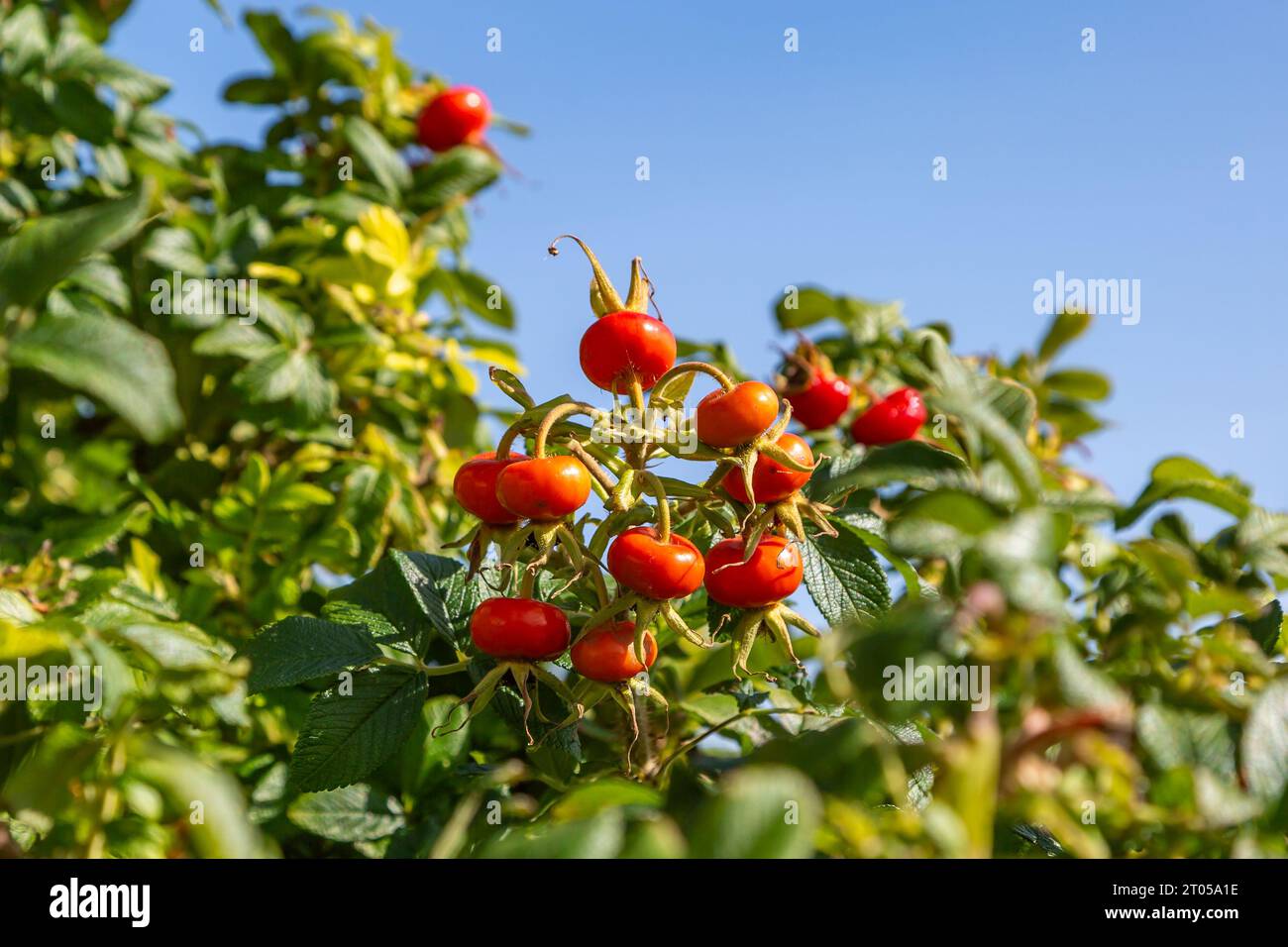 Rosa Rugosa hüpft im September, mit blauem Himmel dahinter Stockfoto