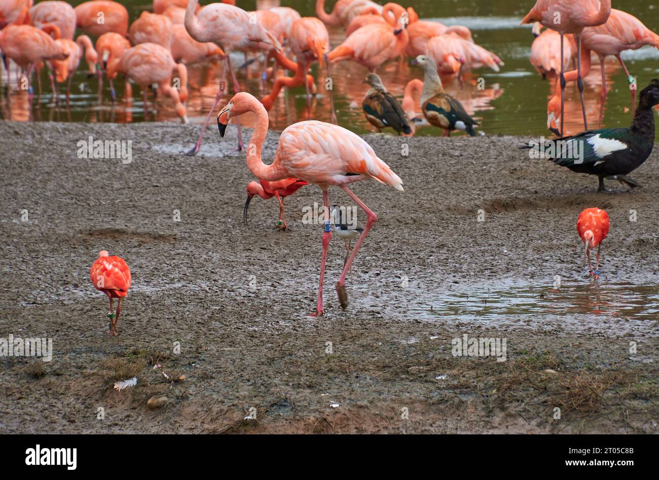 Rosa Flamingos in einem Habitatgehege im Chester Zoo, Cheshire, Großbritannien Stockfoto