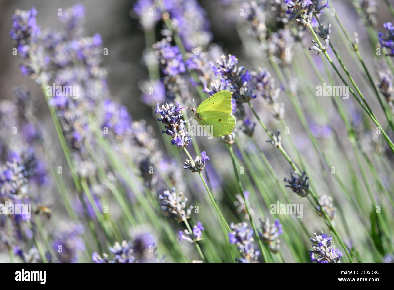 Hummel und Schmetterling in einem Lavendelfeld Stockfoto