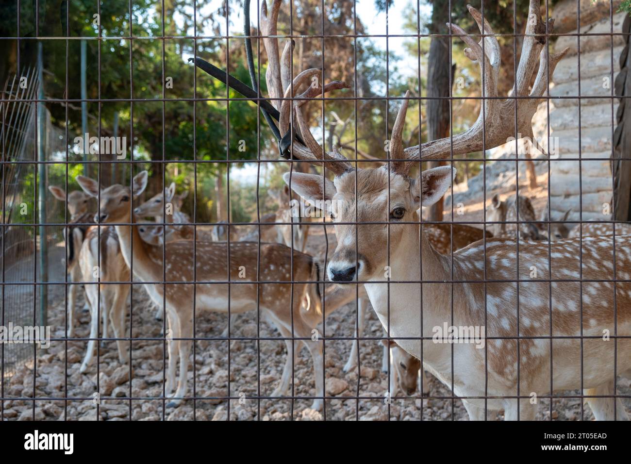 Rotwild mit weißem Fleck, Cervus elaphus, hinter Metallkäfighintergrund. Wildes Säugetier in ihrem griechischen Lebensraum, sonniger Tag. Stockfoto